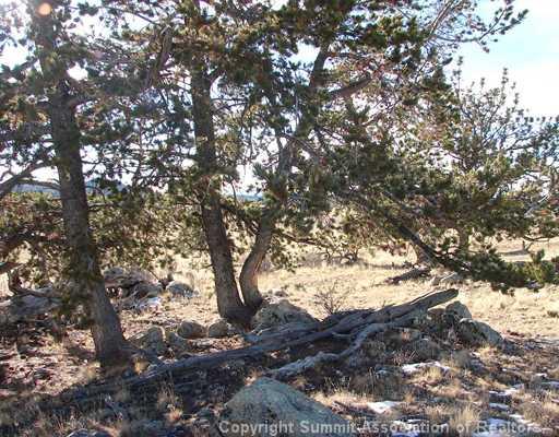 1642 Yellowstone Road Hartsel, CO 80449 - Photo 4 of 12