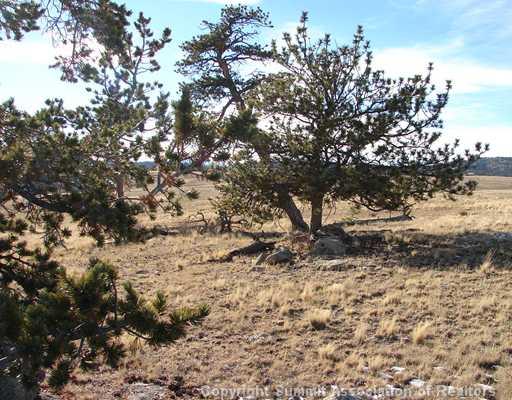 1642 Yellowstone Road Hartsel, CO 80449 - Photo 7 of 12