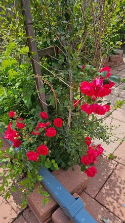 a view of a flower