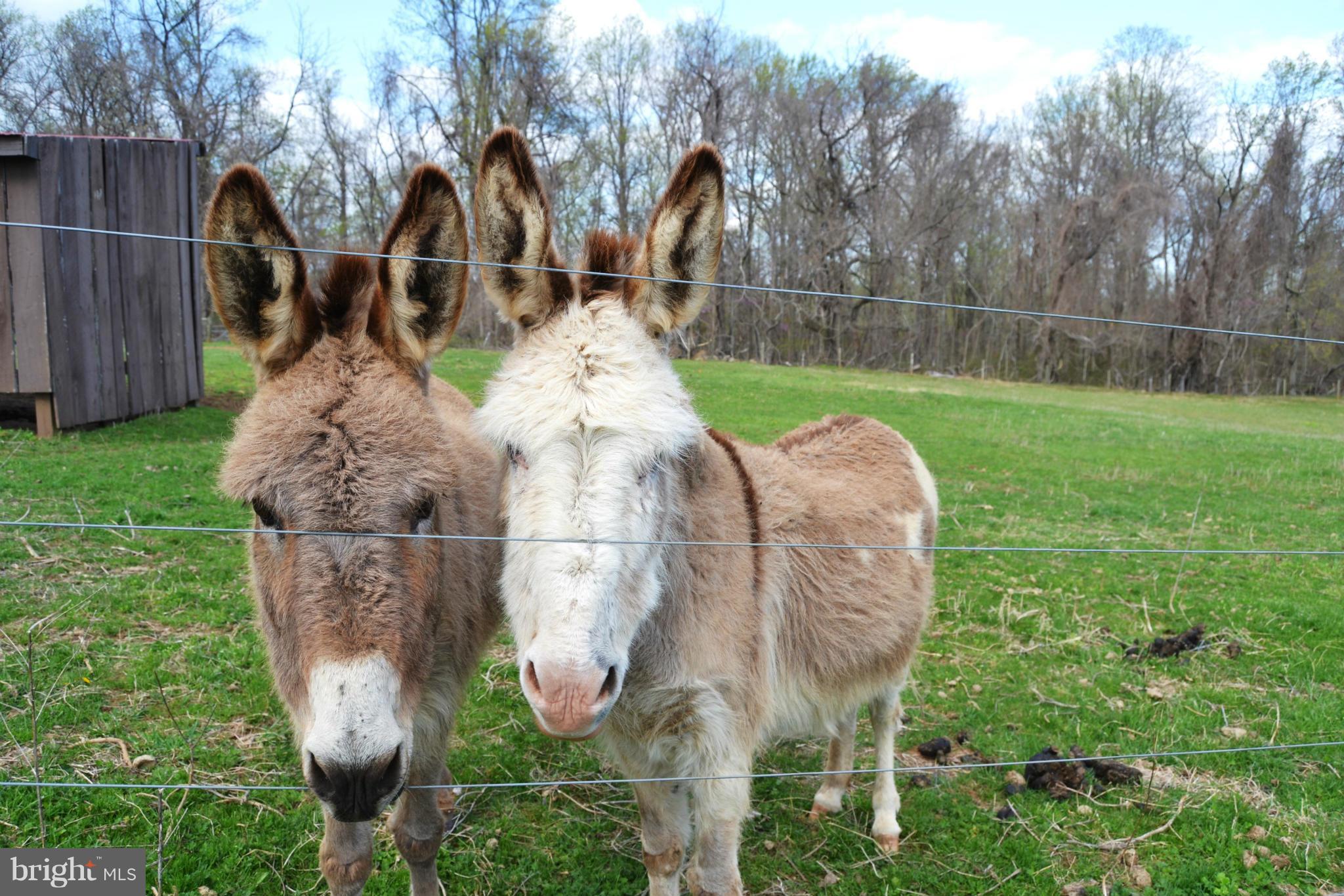 17542 Canby Road Leesburg, VA 20175 - Photo 21 of 30 The Locals