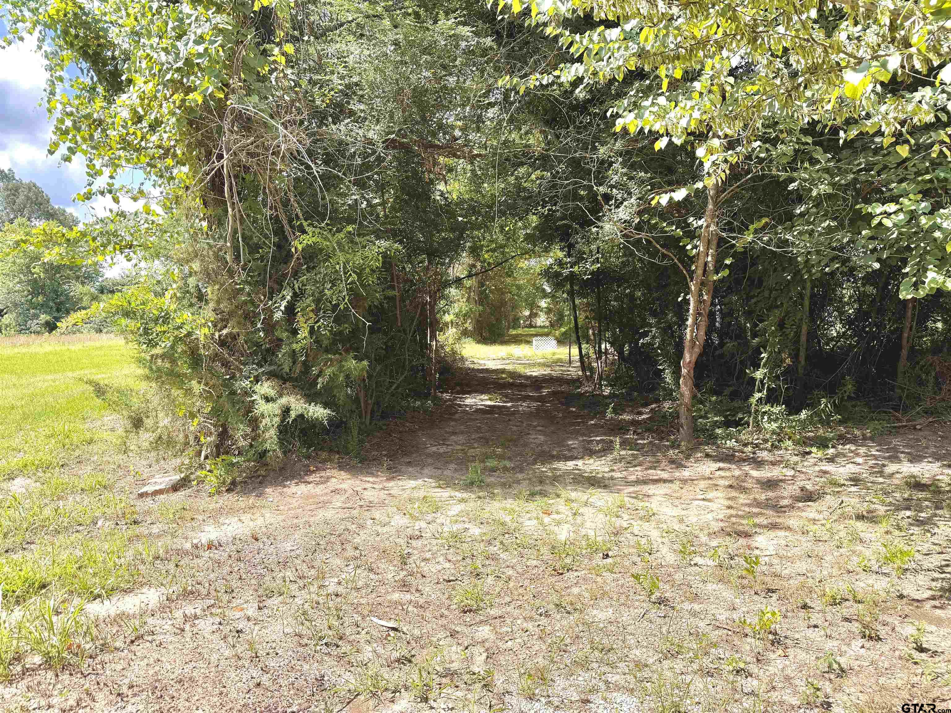 3235 County Road Cookville, TX 75558 - Photo 19 of 38 a view of a yard with a tree