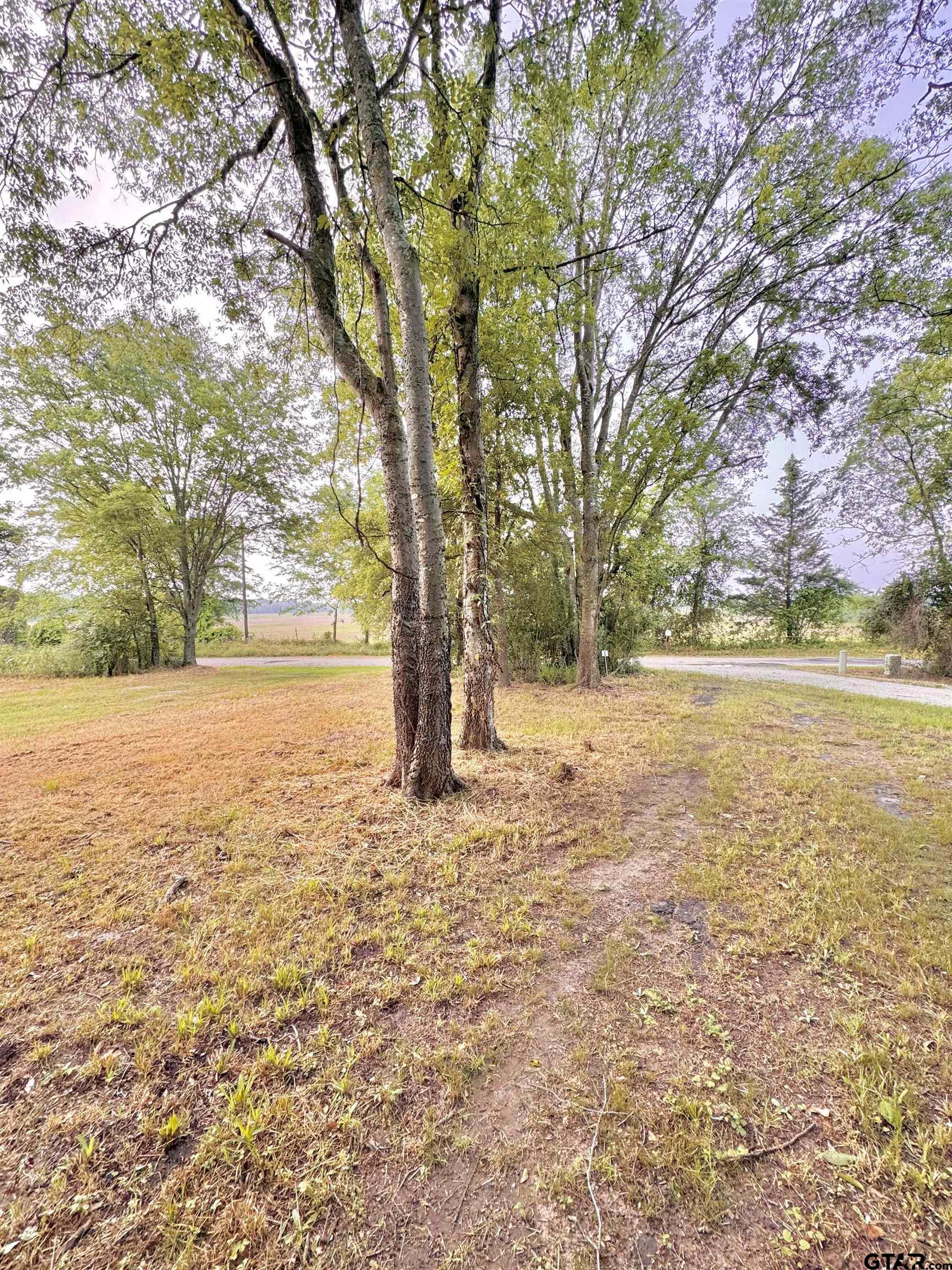 3235 County Road Cookville, TX 75558 - Photo 28 of 38 a view of yard with trees