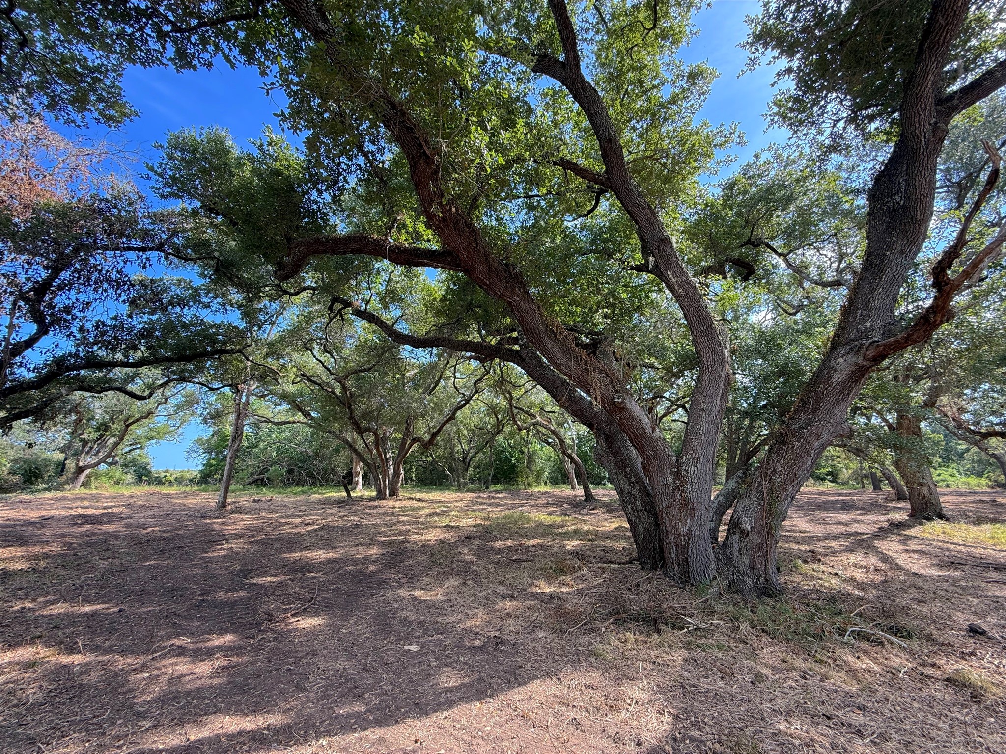 Lot 1 S. F. Austin Road Freeport, TX 77541 - Photo 6 of 9 Gallery Image 6