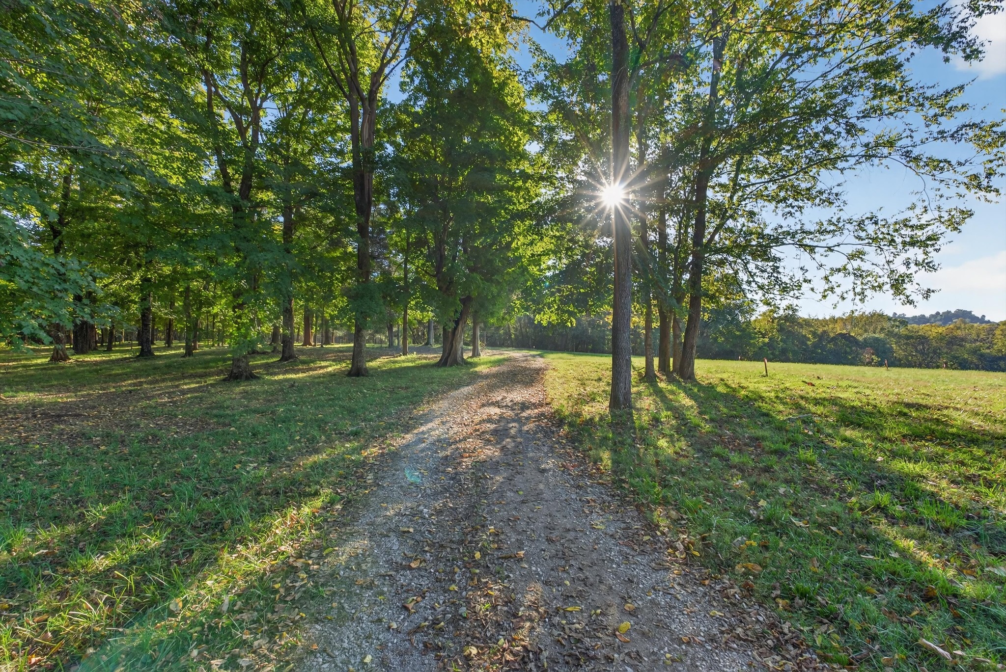 a view of a park with large trees