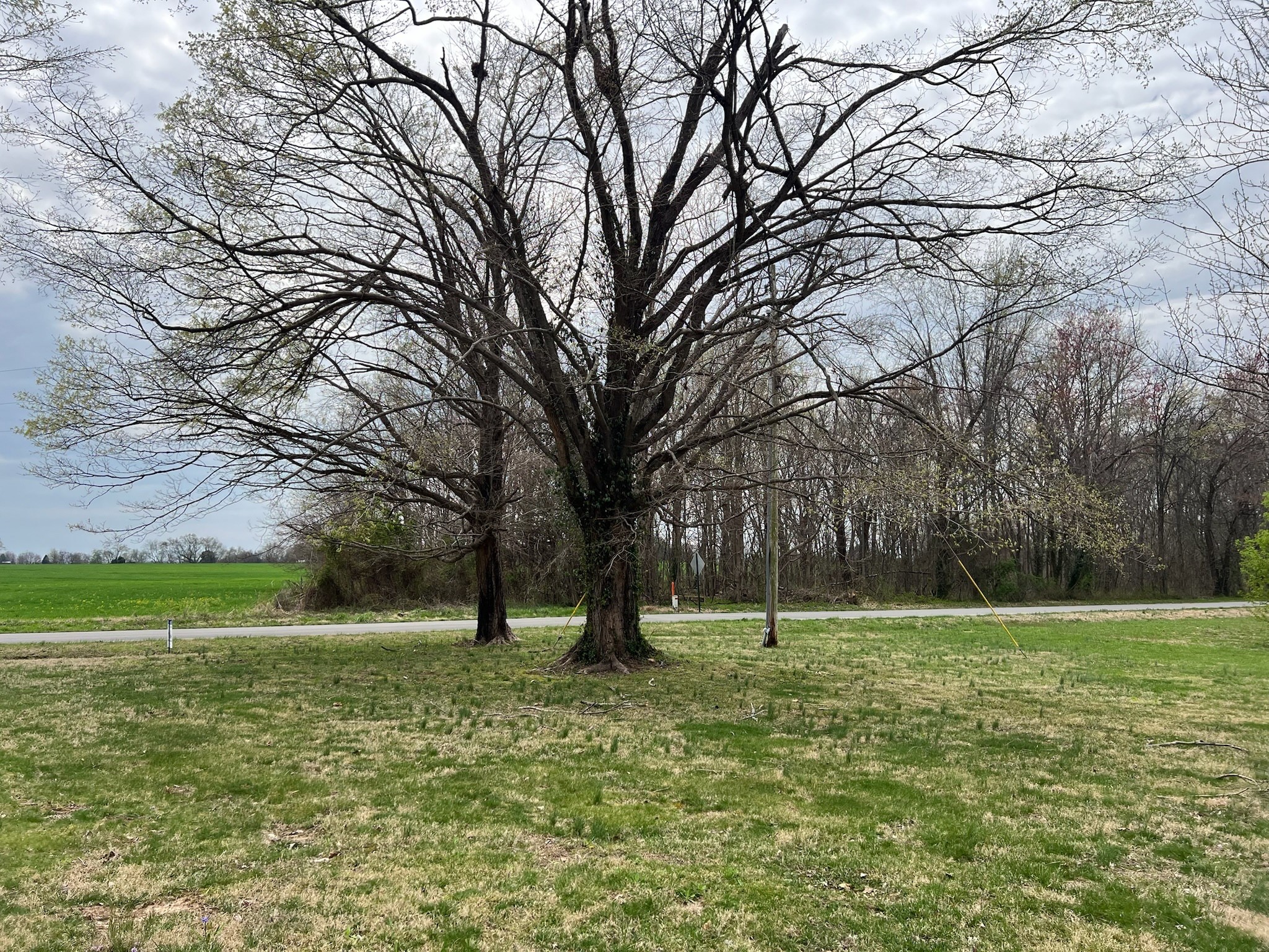 511 Hall-Leffew Road Franklin, KY 42134 - Photo 23 of 26 a view of outdoor space with trees all around