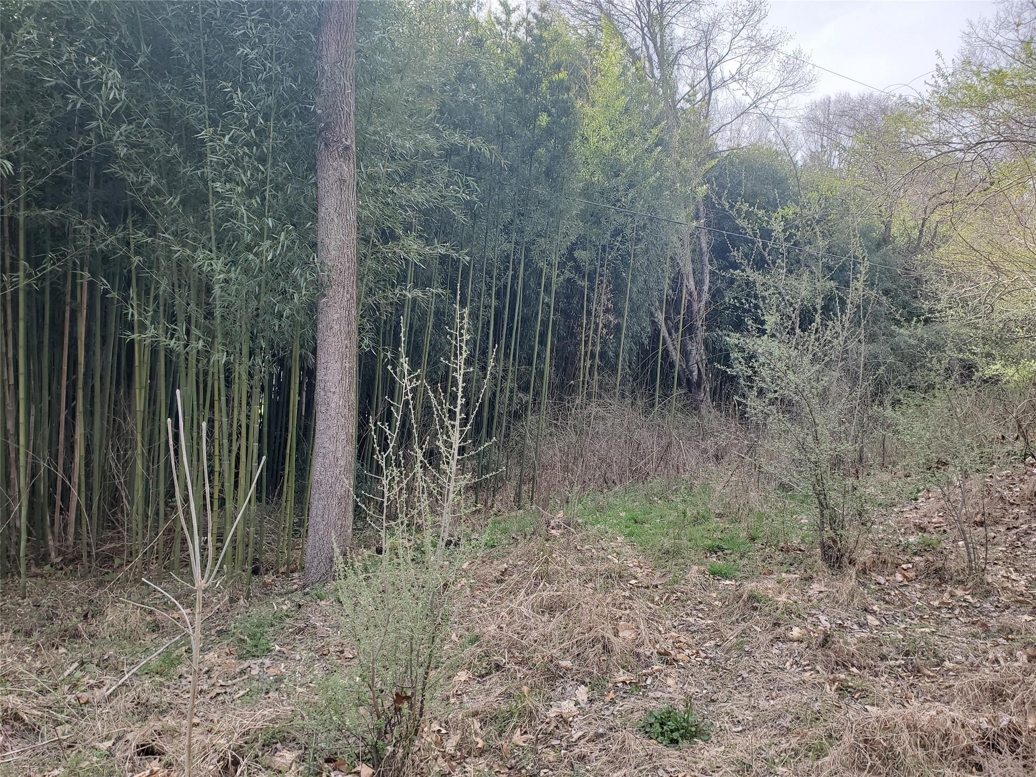 10 Streamview Lane Arden, NC 28704 - Photo 12 of 15 a view of a yard with large trees and wooden fence