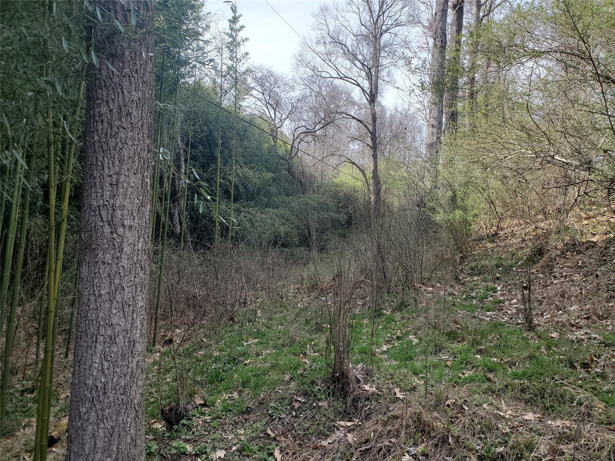 10 Streamview Lane Arden, NC 28704 - Photo 13 of 15 a view of a forest