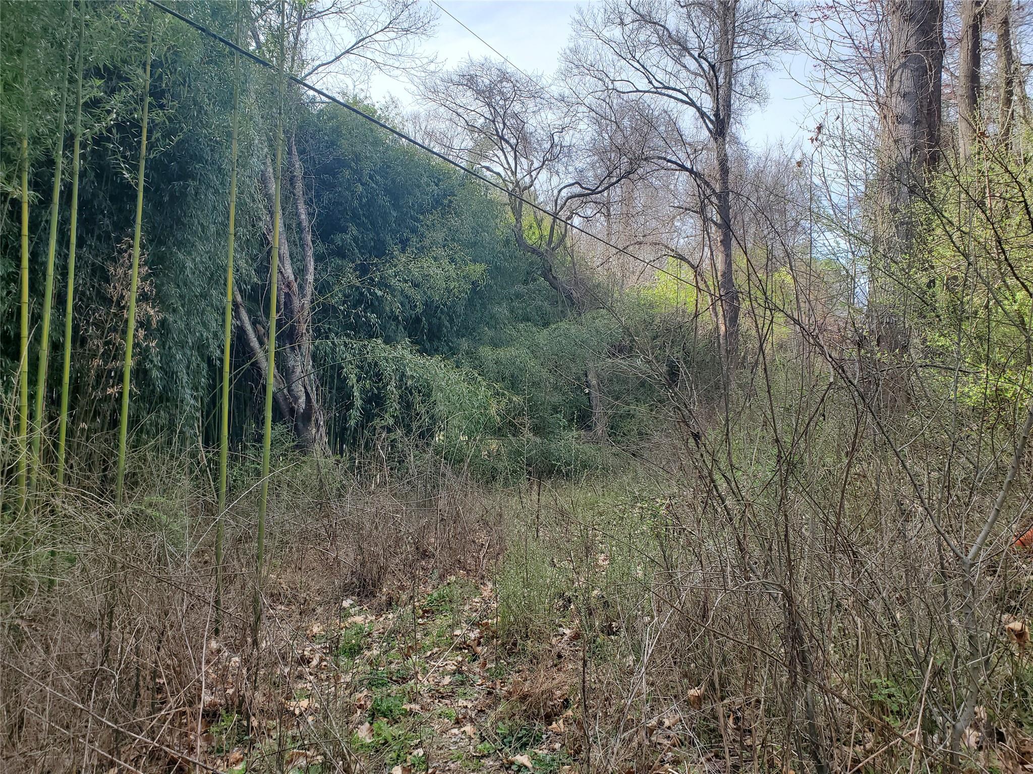 10 Streamview Lane Arden, NC 28704 - Photo 14 of 15 a view of a forest