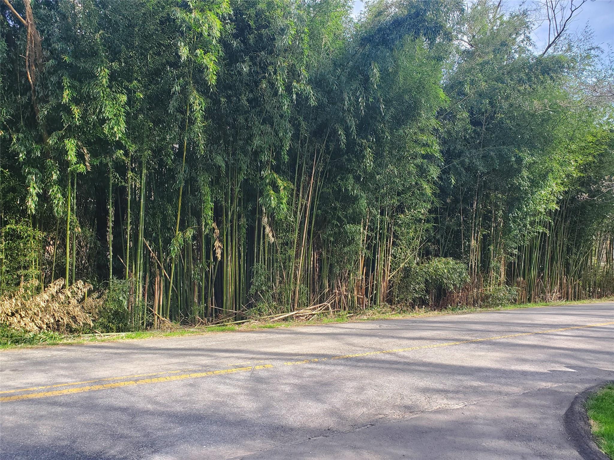 10 Streamview Lane Arden, NC 28704 - Photo 2 of 15 a view of a roadside