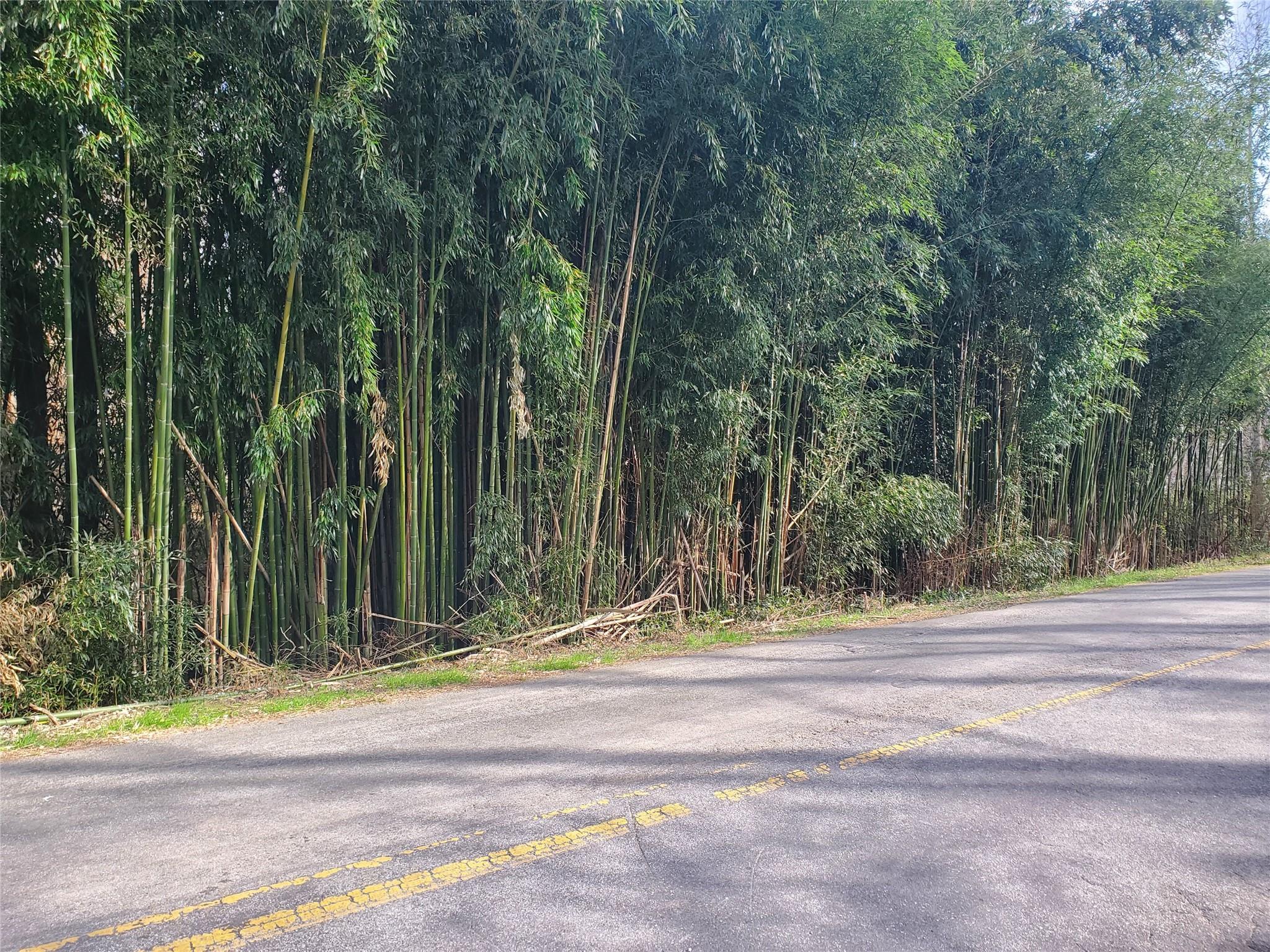 10 Streamview Lane Arden, NC 28704 - Photo 3 of 15 a view of a backyard of a house