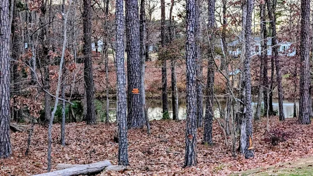 a view of a forest filled with trees