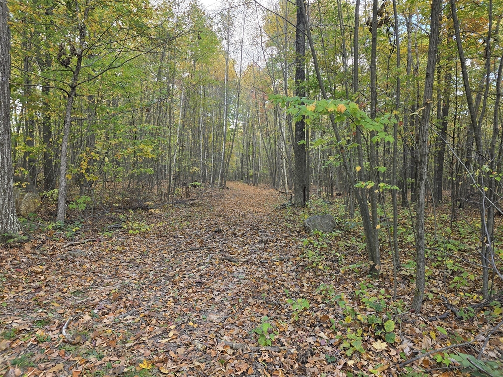 0 Cutler Rd Extension Warren, MA 01083 - Photo 4 of 6 a view of forest