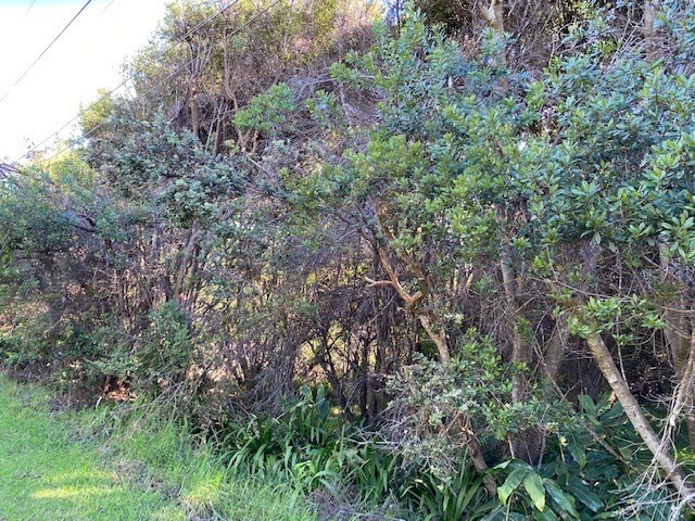 292 Pukeawe Circle Volcano, HI 96785 - Photo 3 of 9 a view of a plants in a forest
