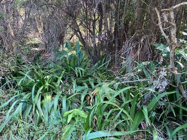 292 Pukeawe Circle Volcano, HI 96785 - Photo 4 of 9 a backyard of a house with lots of green space