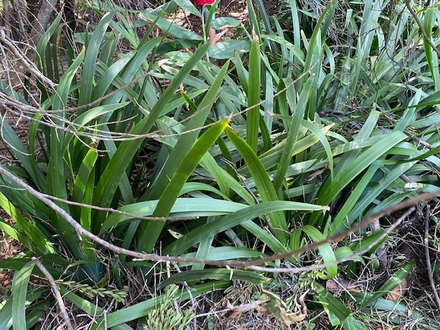 292 Pukeawe Circle Volcano, HI 96785 - Photo 5 of 9 a backyard of a house with lots of green space