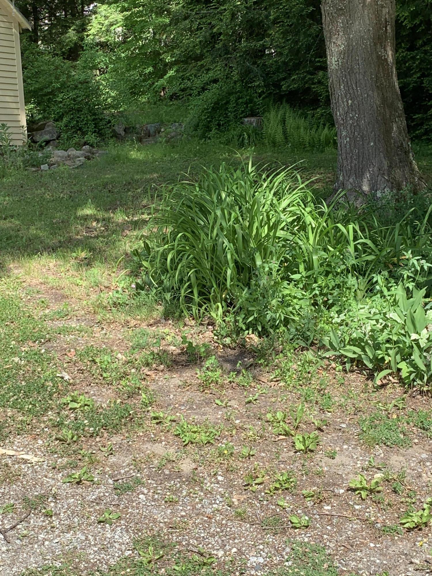 31 Lower Rainbow Road Otis, MA 01029 - Photo 14 of 15 a view of a yard with a tree