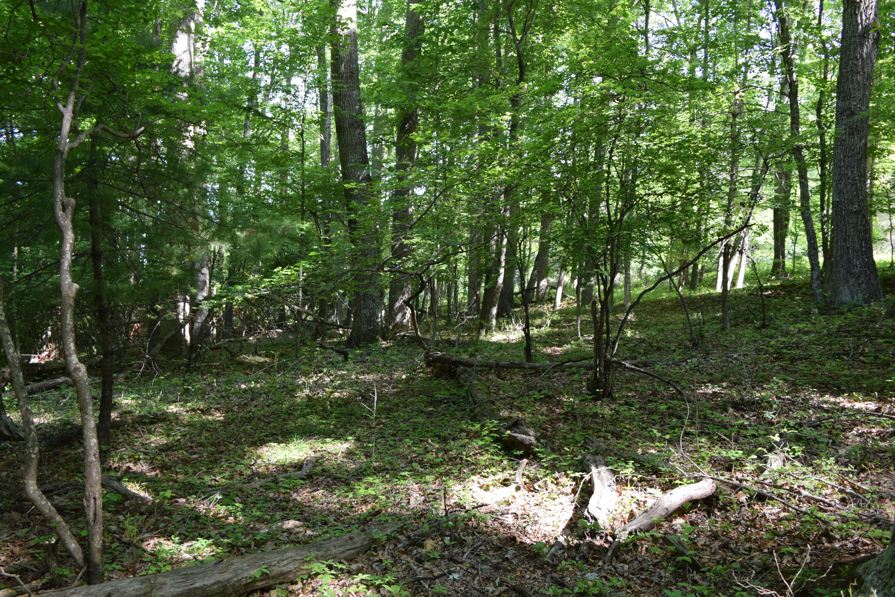 812 Conner Grove Road Southwest Willis, VA 24380 - Photo 65 of 87 DSC_0028