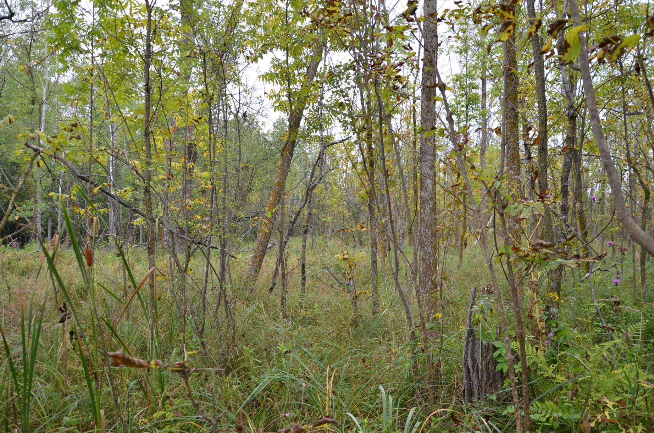 Tbd 340th Street New York Mills, MN 56567 - Photo 14 of 51