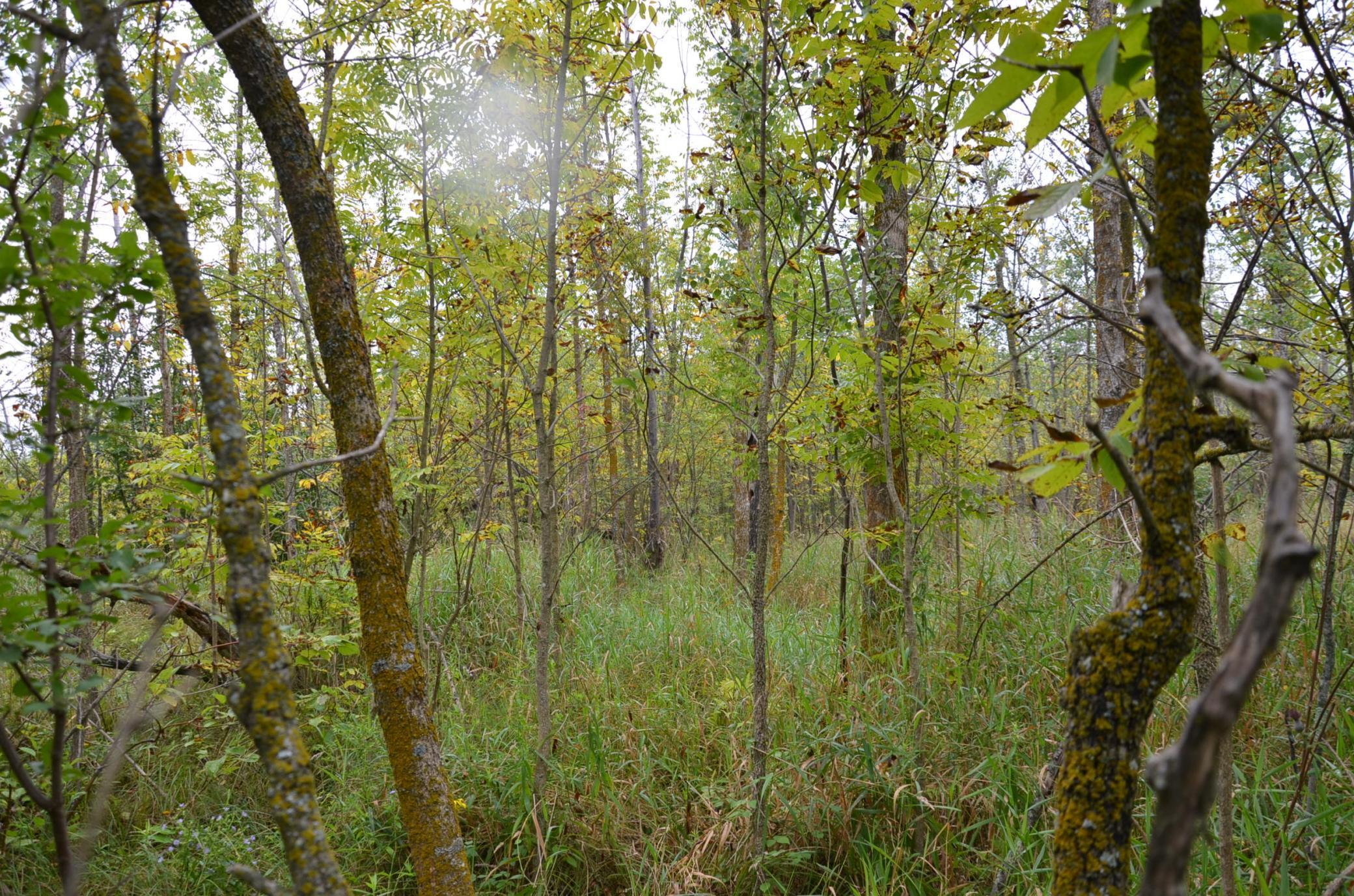 Tbd 340th Street New York Mills, MN 56567 - Photo 15 of 51