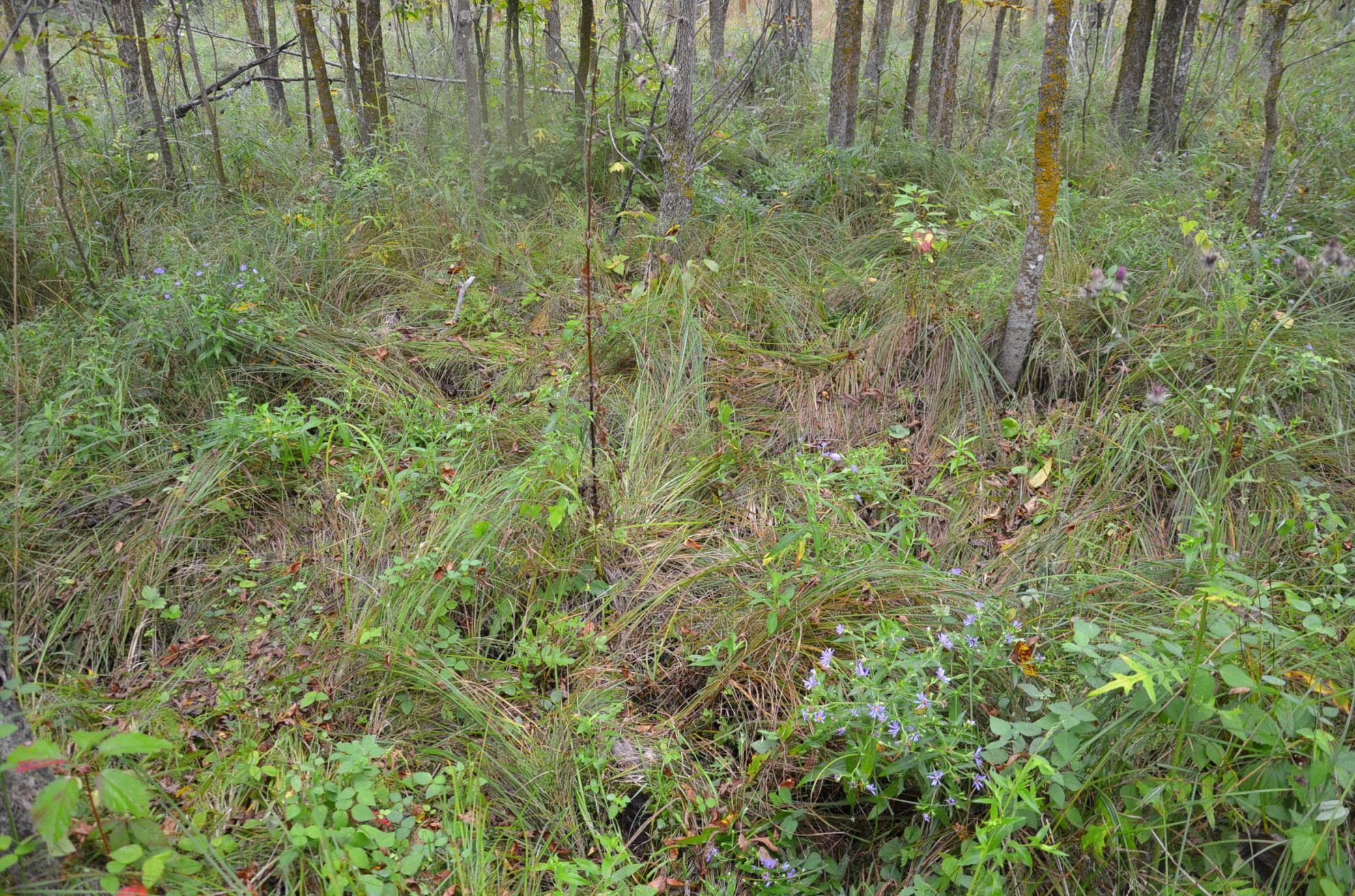 Tbd 340th Street New York Mills, MN 56567 - Photo 16 of 51