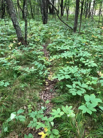 $375,000 | Tbd 340th Street, New York Mills, MN 56567