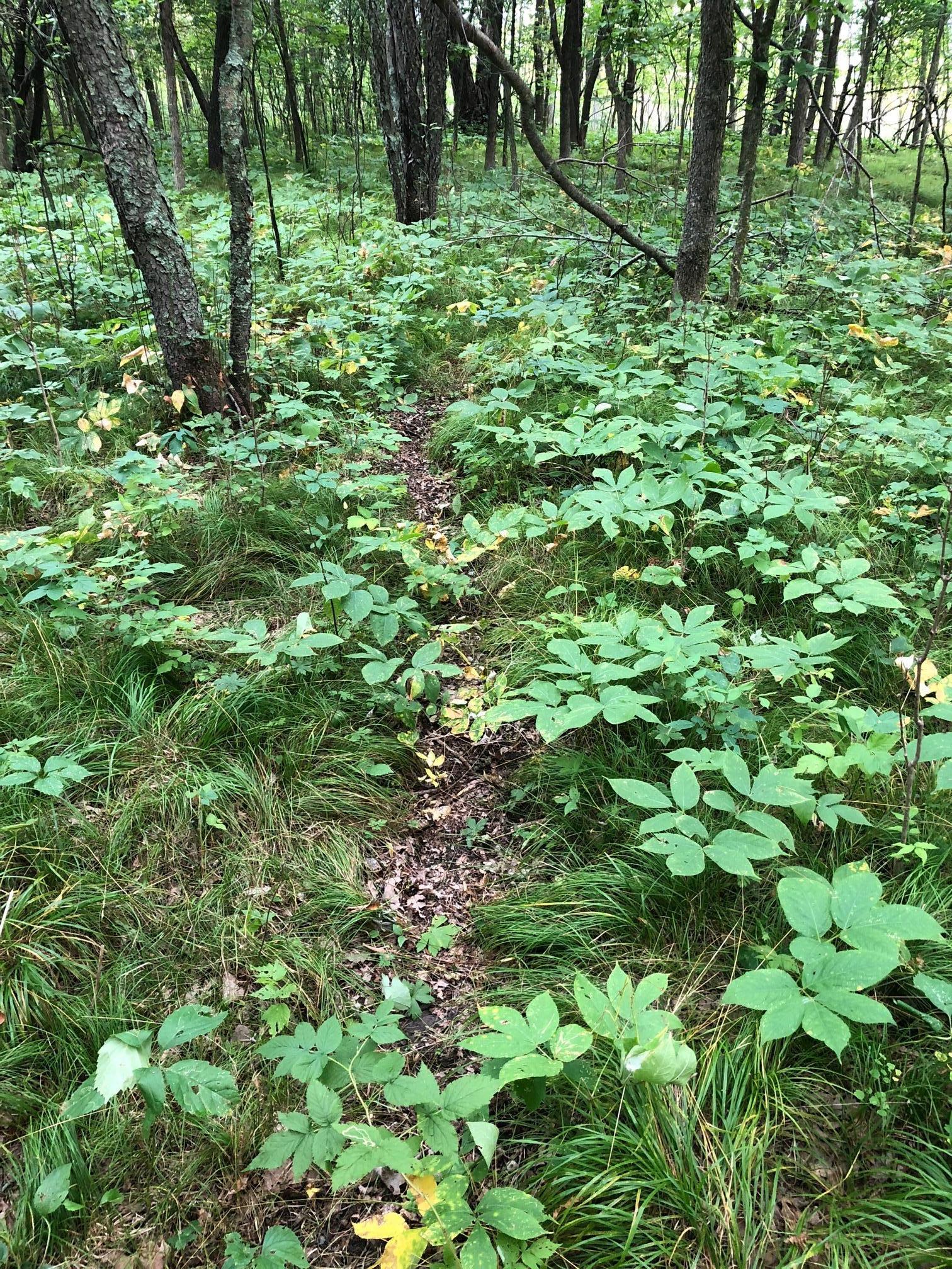 Tbd 340th Street New York Mills, MN 56567 - Photo 25 of 51