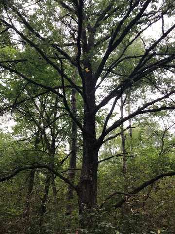 $375,000 | Tbd 340th Street, New York Mills, MN 56567