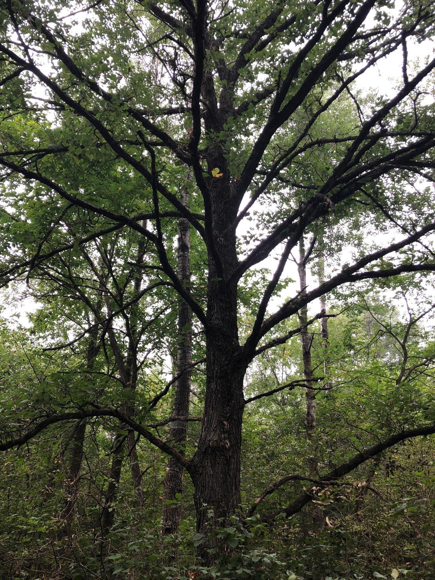 Tbd 340th Street New York Mills, MN 56567 - Photo 31 of 51