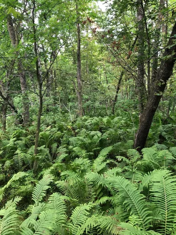 $375,000 | Tbd 340th Street, New York Mills, MN 56567