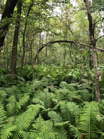 $375,000 | Tbd 340th Street, New York Mills, MN 56567