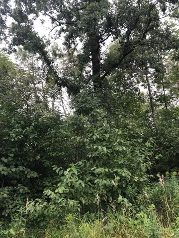 $375,000 | Tbd 340th Street, New York Mills, MN 56567