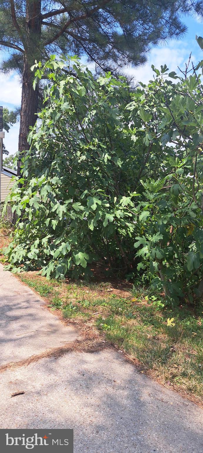 13006 Claxton Drive Laurel, MD 20708 - Photo 46 of 46 Fig Tree by the Driveway