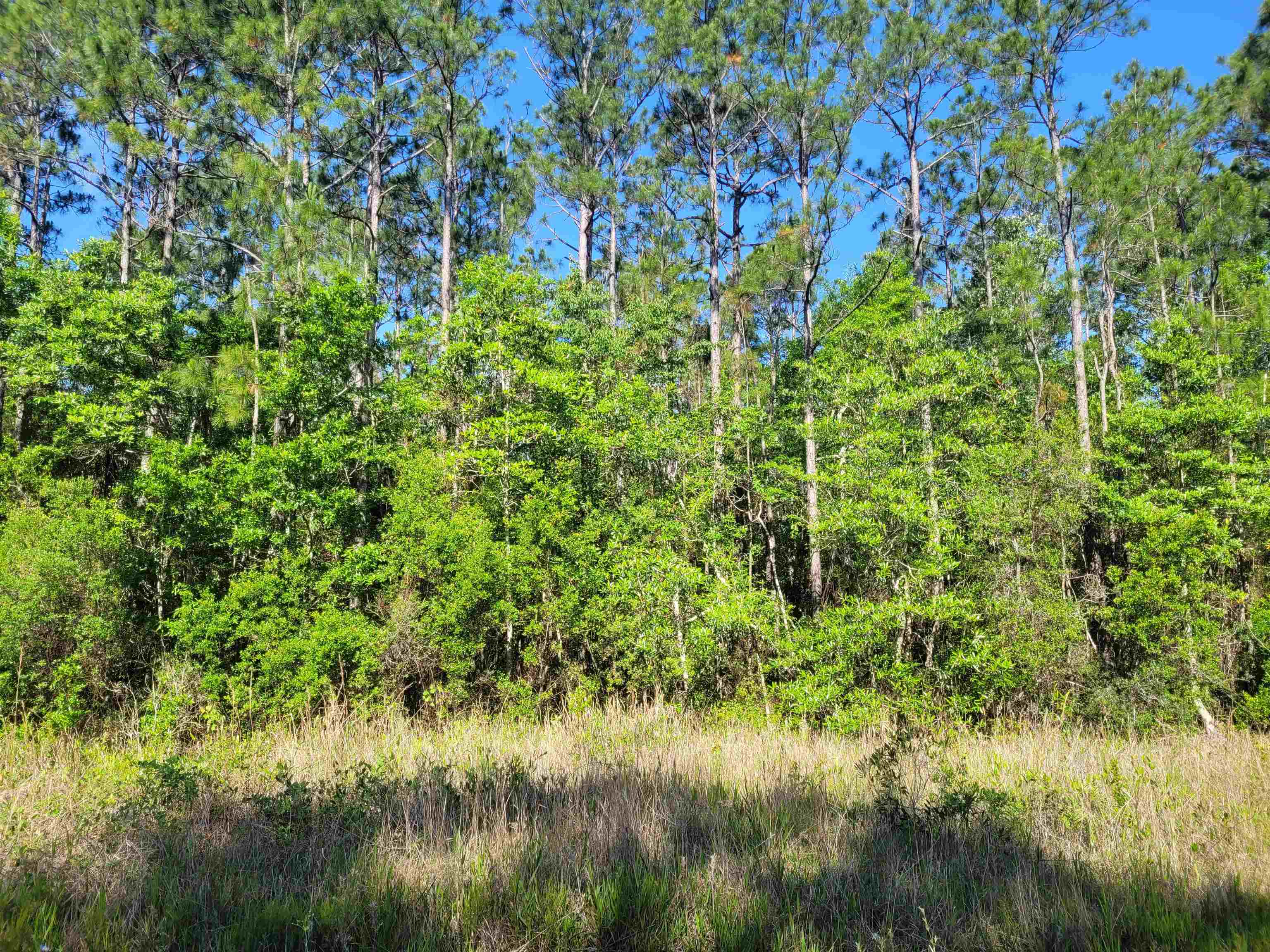 11675 Mary Ann Bch Road Fairhope, AL 36532 - Photo 3 of 8