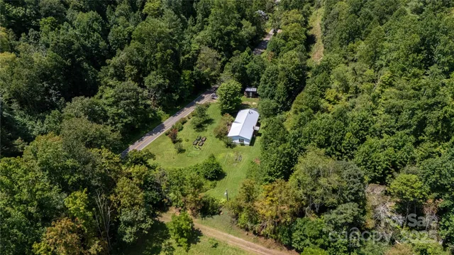 a view of a forest with a tree