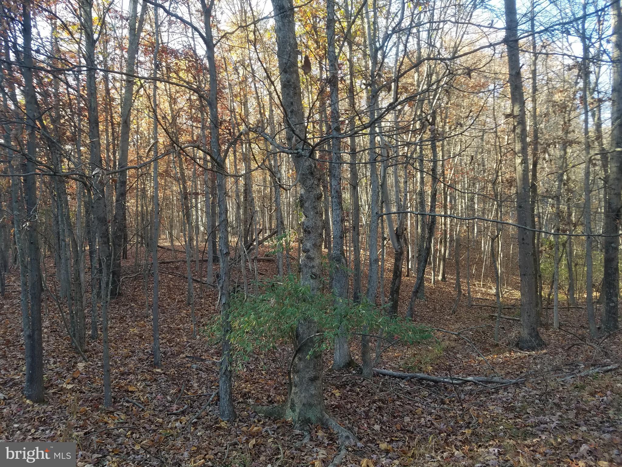 Turkey Hollow Road Romney, WV 26757 - Photo 12 of 21