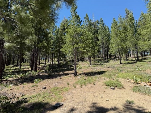 13872 Alder Creek Road Truckee, CA 96161 - Photo 2 of 14 a view of a tree with a yard