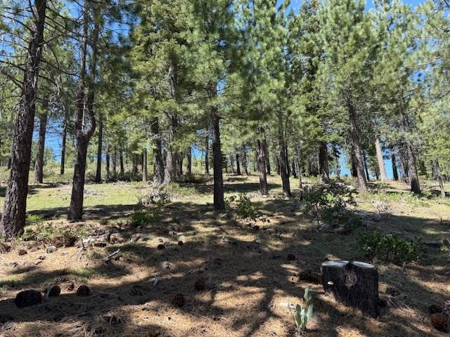 13872 Alder Creek Road Truckee, CA 96161 - Photo 10 of 14 a backyard of a house with lots of green space