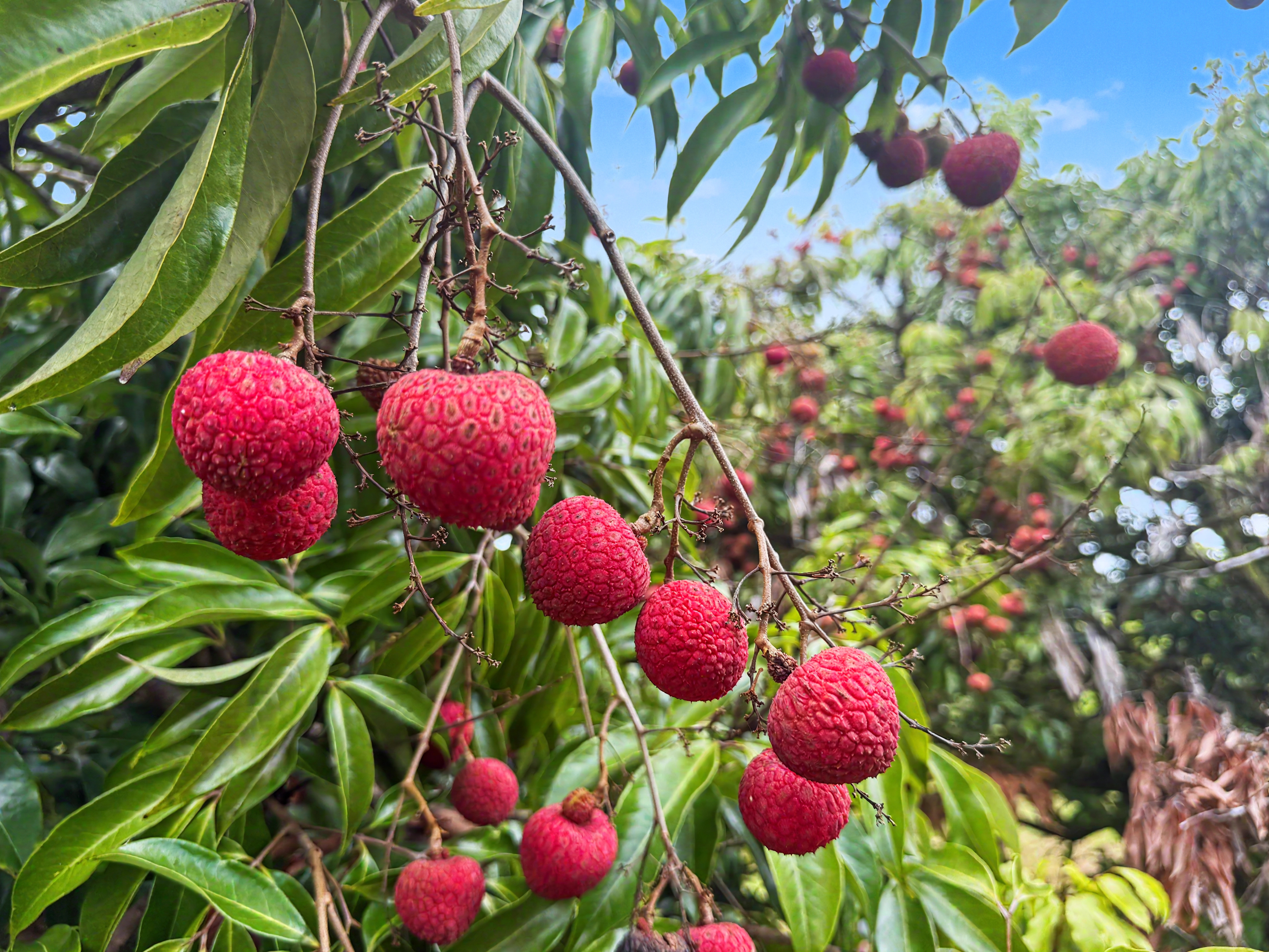 29-613 Lot Road Papaikou, HI 96781 - Photo 3 of 14 a view of a bunch of flower