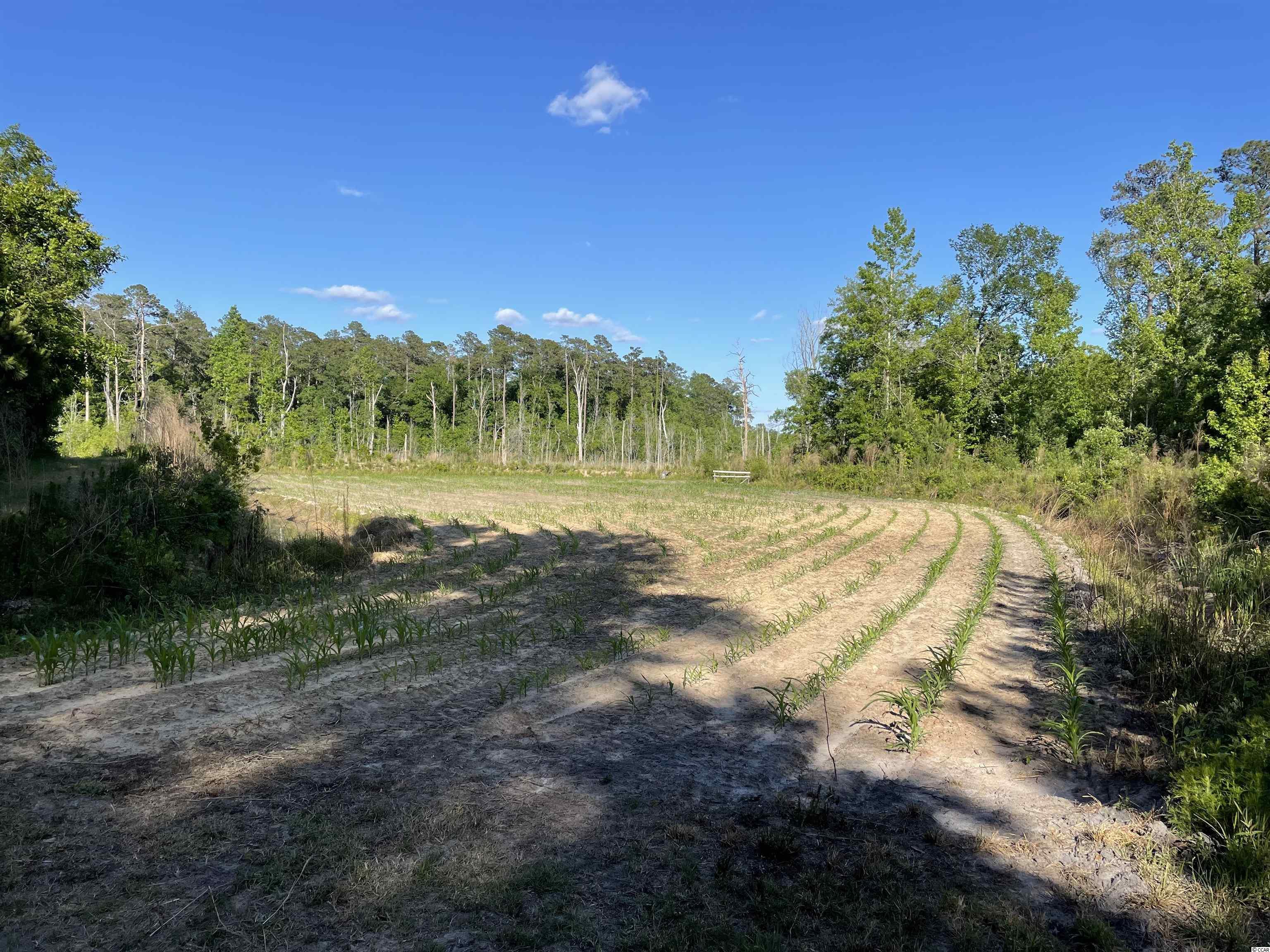 176 Country Road Hemingway, SC 29554 - Photo 23 of 34