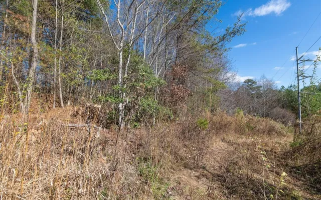 a view of a yard with plants and trees