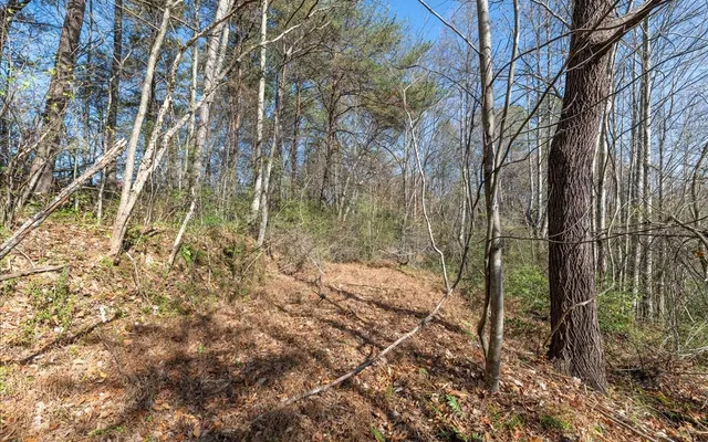 a backyard of a house with lots of plants and large trees