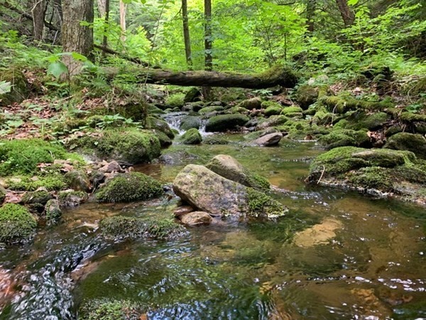 2065 River Road Windsor, MA 01270 - Photo 4 of 31 a view of a forest with a tree