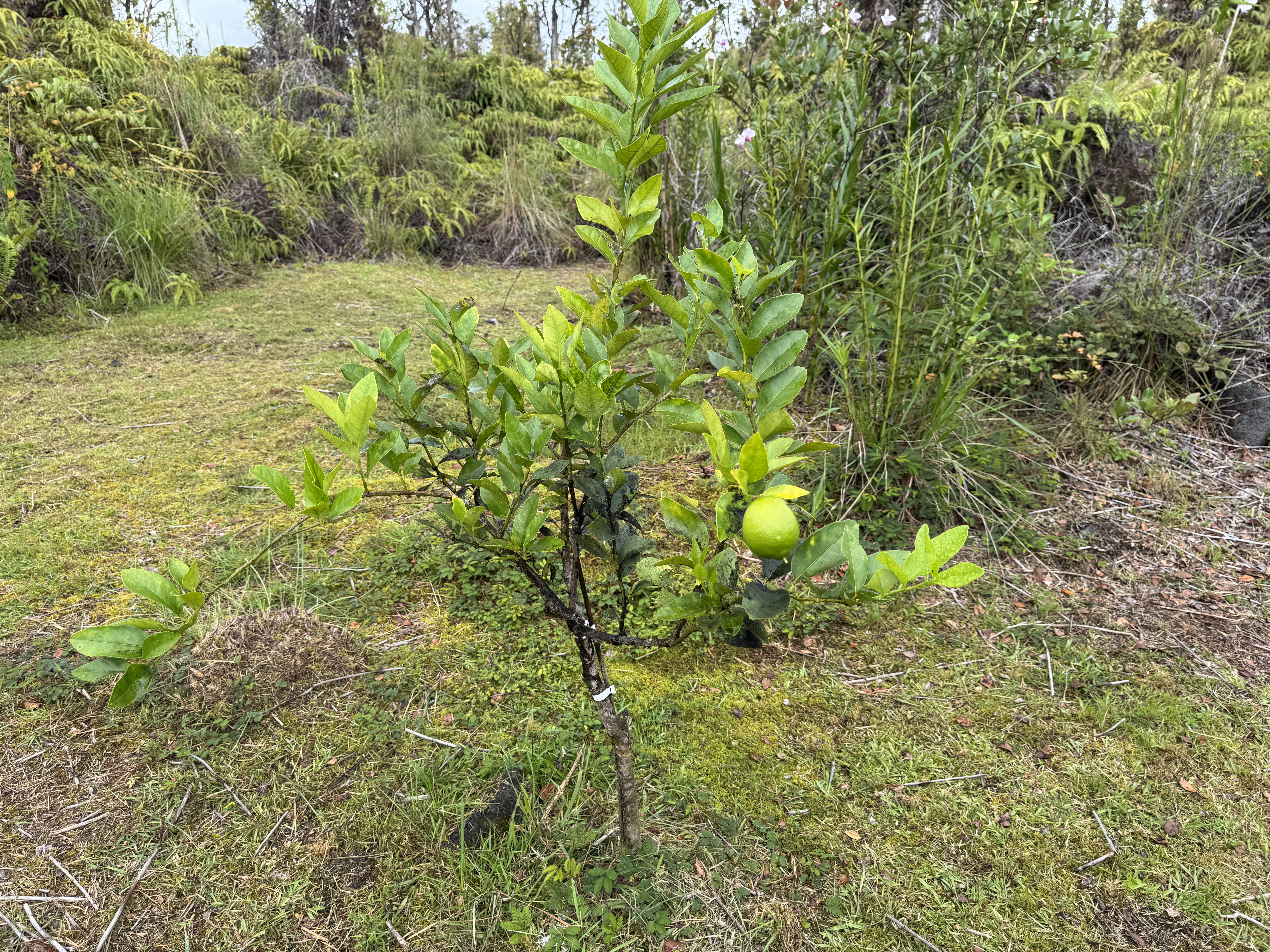 11-2218 Ohialani Road Volcano, HI 96785 - Photo 18 of 24 Gallery Image 18