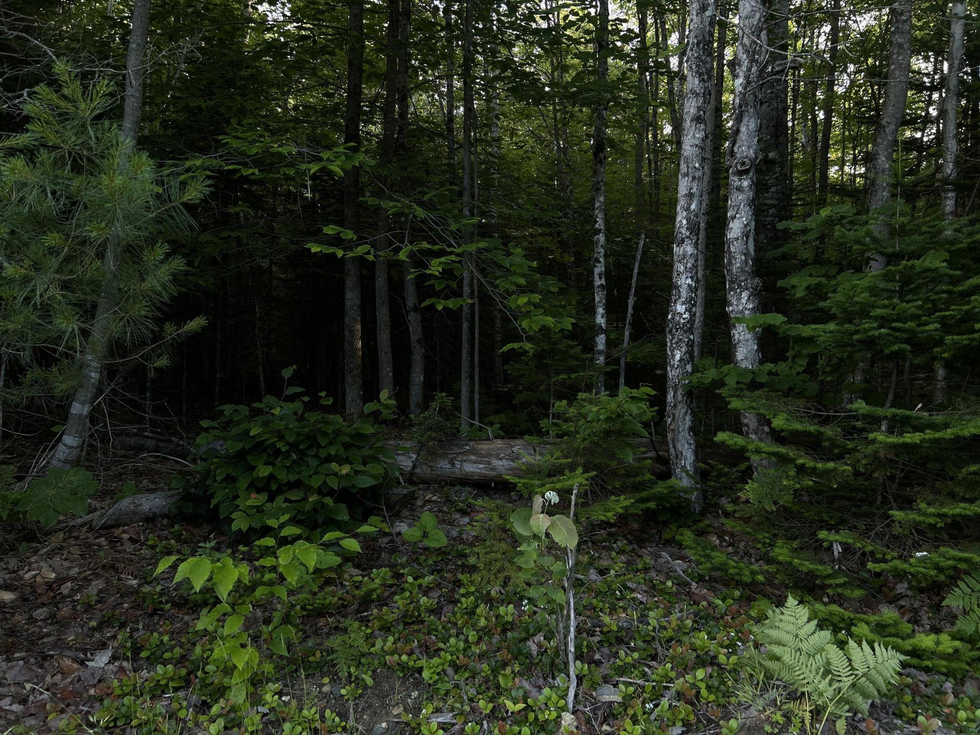 24a Anson Valley Road New Vineyard, ME 04956 - Photo 20 of 93 IMG_4933