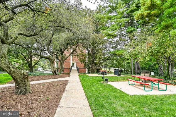 a park with large trees