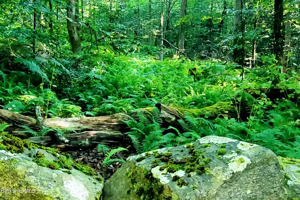 a view of a lush green forest