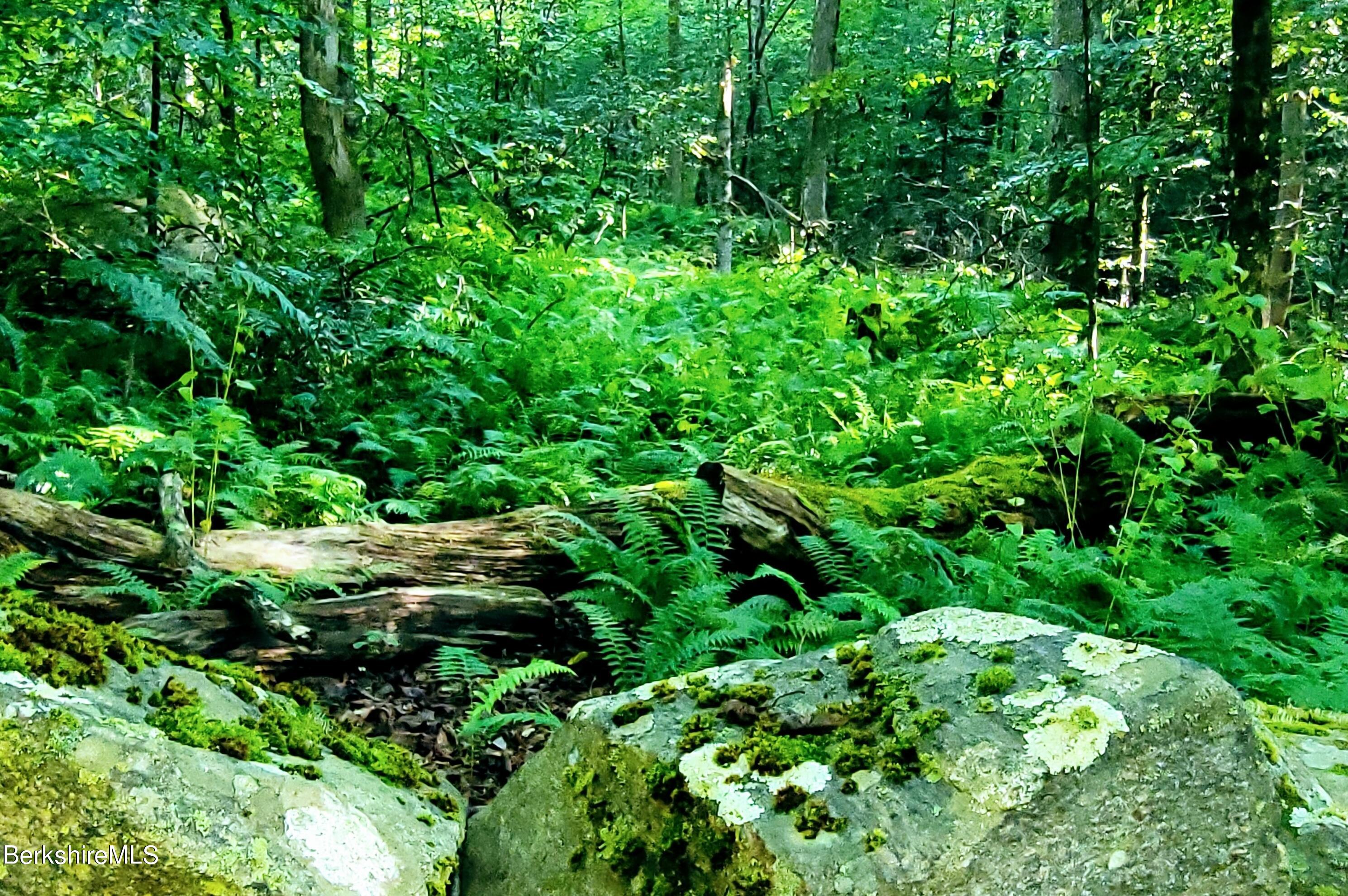 Lot 2 Leland Road Becket, MA 01223 - Photo 2 of 17 Ferns