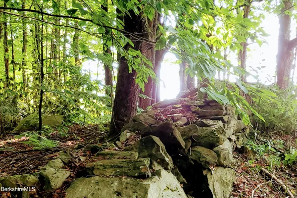 a view of a tree in a yard
