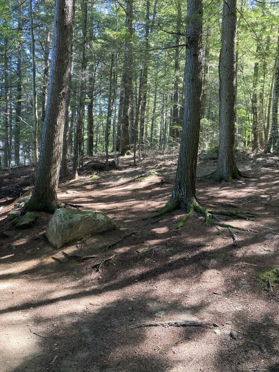 183 West Cove Road South Hartford, ME 04220 - Photo 12 of 25 0353 wooded area