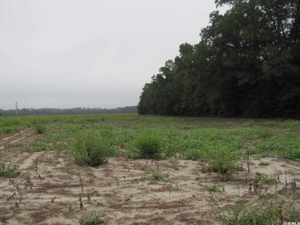 Corner Corner Joe Miley And Pond Town Road Brunson, SC 29911 - Photo 3 of 8 Additional Photo